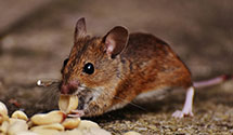 24 Hour & Emergency Exterminators in Reshipper, FL